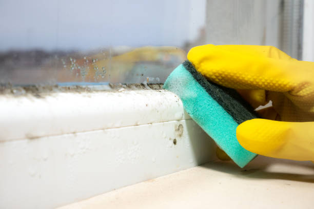 Best Mold Removal Process  in Swedeland, PA