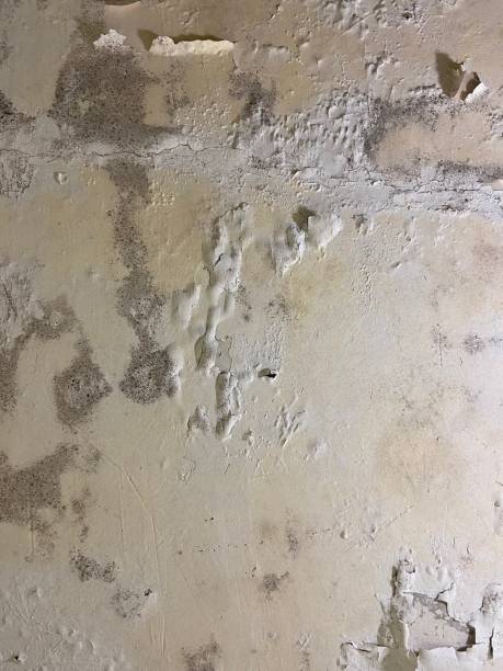 Mold Removal Process in Swedeland, PA