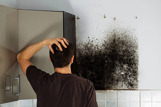 Certified Mold Removal in Swedeland, PA